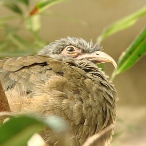 Bird Kingdom Visit - August 16th, 2009