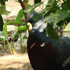 Bird Kingdom Visit - August 16th, 2009