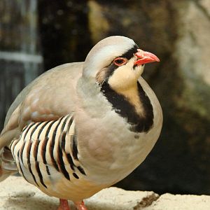 Bird Kingdom Visit - August 16th, 2009