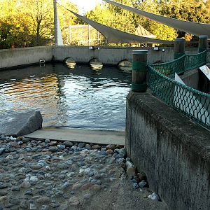Odense Zoo - Harbour seal exhibit