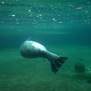 Odense Zoo - Harbour seal pool