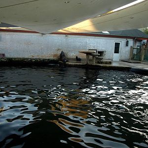 Odense Zoo - Sea lion exhibit