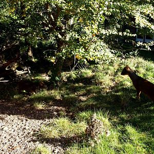 Odense Zoo - Pudu exhibit