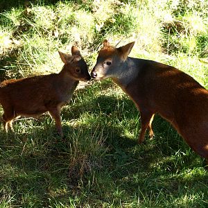 Odense Zoo - Southern pudus