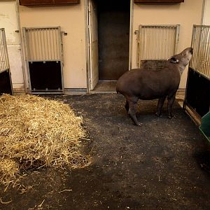 Odense Zoo - South America House