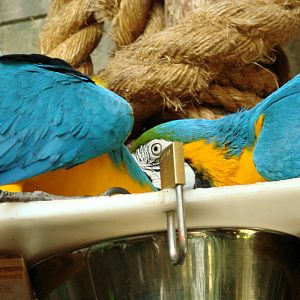 Bird Kingdom Visit - August 16th, 2009