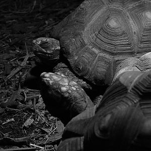 Bird Kingdom Visit - August 16th, 2009