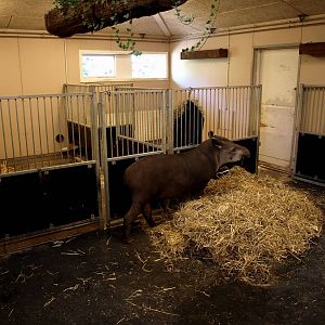 Odense Zoo - South America House