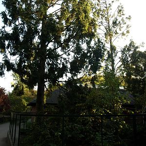 Odense Zoo - Coati exhibit