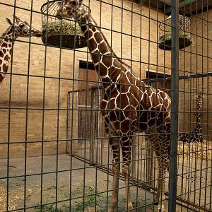 Odense Zoo - Giraffe House