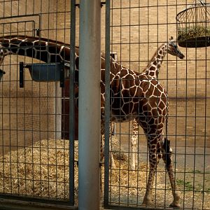 Odense Zoo - Giraffe House
