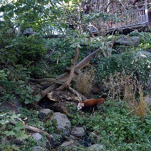 Odense Zoo - Red panda exhibit