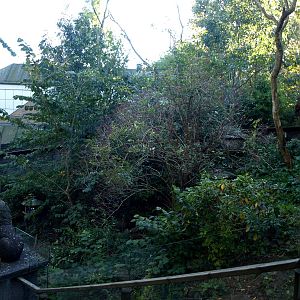 Odense Zoo - Red panda exhibit