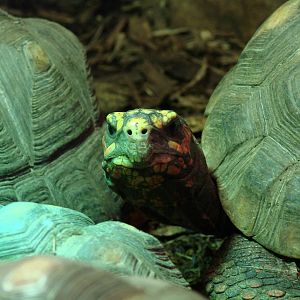 Bird Kingdom Visit - August 16th, 2009