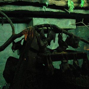 Bird Kingdom Visit - August 16th, 2009