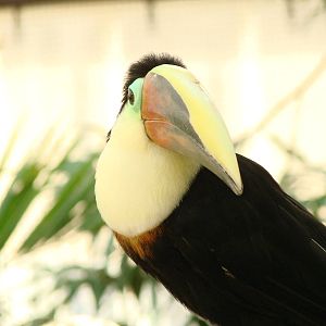 Bird Kingdom Visit - August 16th, 2009