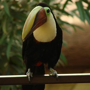 Bird Kingdom Visit - August 16th, 2009