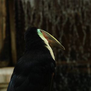 Bird Kingdom Visit - August 16th, 2009