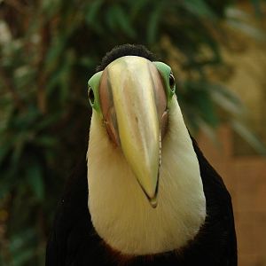 Bird Kingdom Visit - August 16th, 2009