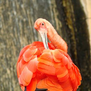 Bird Kingdom Visit - August 16th, 2009