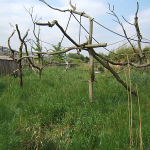 Ring-tailed Lemur enclosure