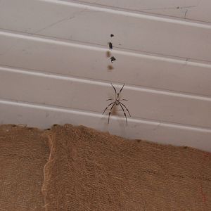 Orb Weaver Spider (Nephila senegalensis)