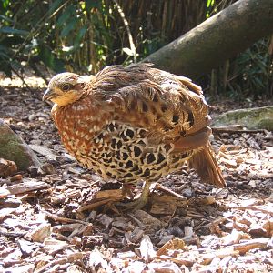 Mountain Bamboo Partridge (Bambusicola fytchii)