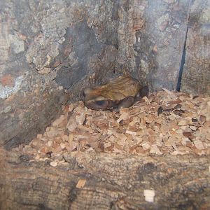 Smooth-sided Toad (Bufo guttatus)