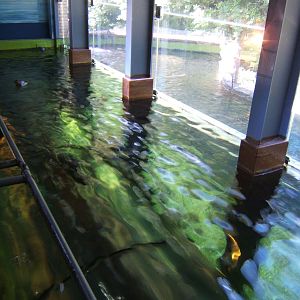 View of inside and outside of Diving Duck exhibit