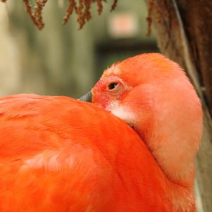 Bird Kingdom Visit - August 16th, 2009