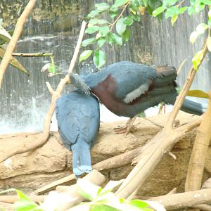 Bird Kingdom Visit - August 16th, 2009