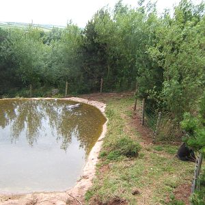 New Pygmy Hippo pool