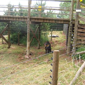 Pygmy Hippo and Mandrill