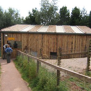 New Pygmy Hippo House
