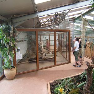 Rodrigues Bat enclosure in Tropical House