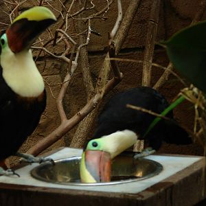 Bird Kingdom Visit - August 16th, 2009