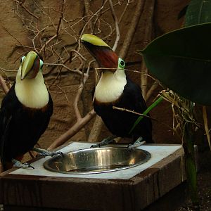 Bird Kingdom Visit - August 16th, 2009