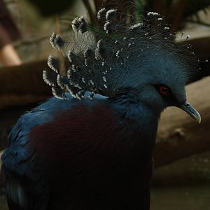 Bird Kingdom Visit - August 16th, 2009