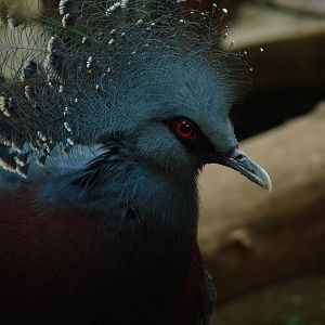 Bird Kingdom Visit - August 16th, 2009