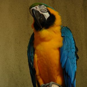 Bird Kingdom Visit - August 16th, 2009