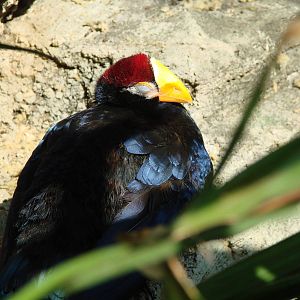 Bird Kingdom Visit - August 16th, 2009