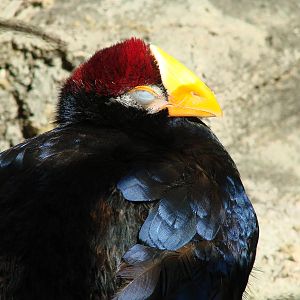 Bird Kingdom Visit - August 16th, 2009