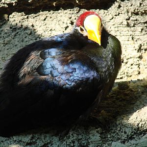 Bird Kingdom Visit - August 16th, 2009