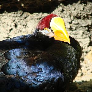 Bird Kingdom Visit - August 16th, 2009