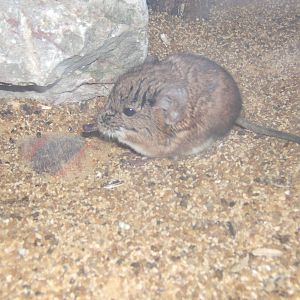 Elephant Shrew