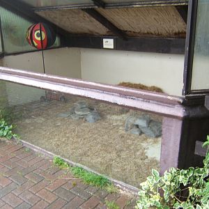 Degu enclosure
