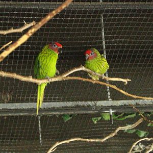 Bird Kingdom Visit - August 16th, 2009