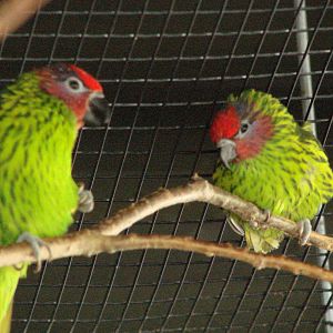 Bird Kingdom Visit - August 16th, 2009