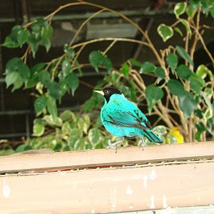 Bird Kingdom Visit - August 16th, 2009