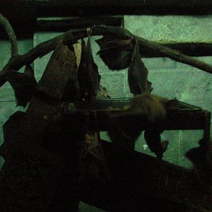 Bird Kingdom Visit - August 16th, 2009